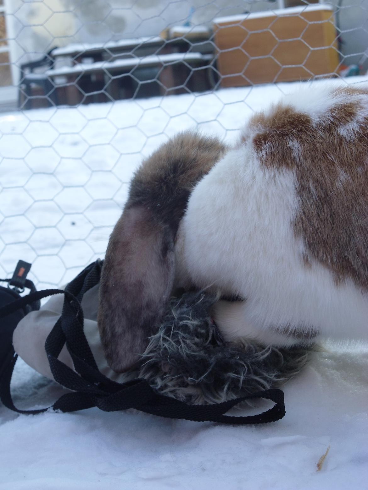 Kanin Cookie - Cookie har poten inde i min(kajas) vante:D billede 17