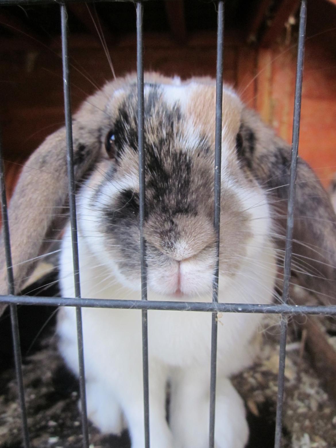 Kanin Cookie billede 18