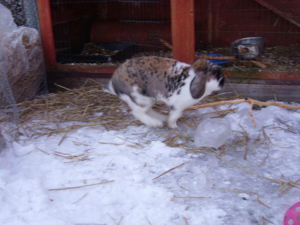 Kanin Cookie billede 19