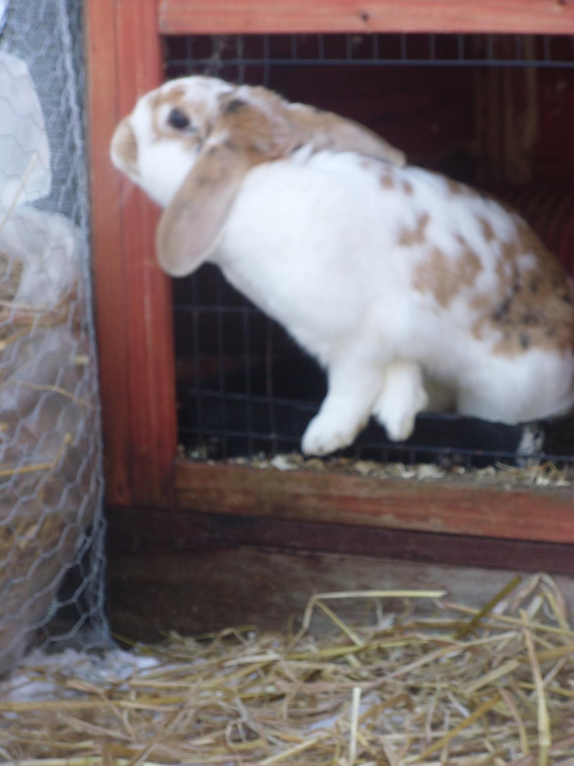 Kanin Liv billede 15