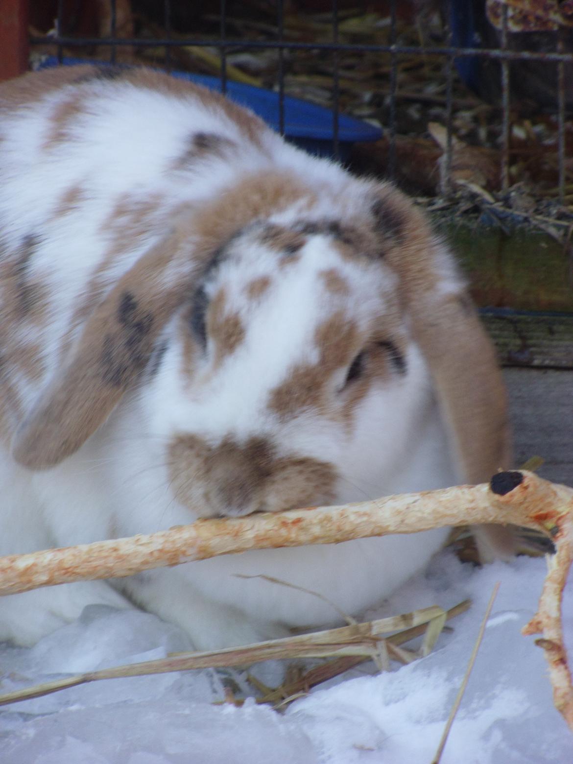 Kanin Liv billede 16