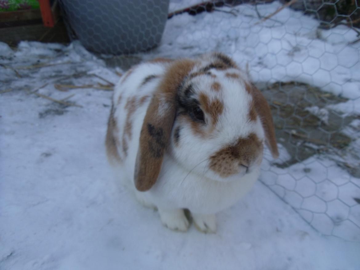 Kanin Liv billede 18