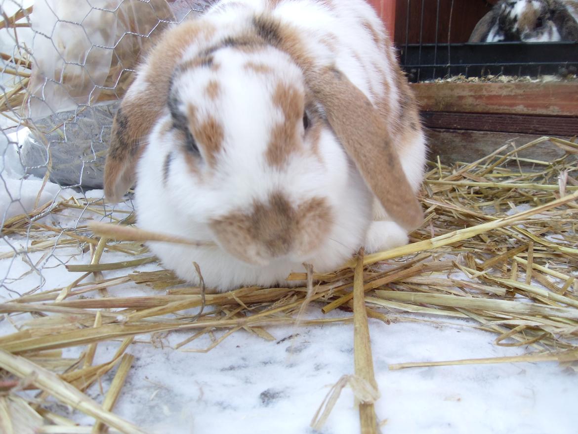 Kanin Liv billede 19