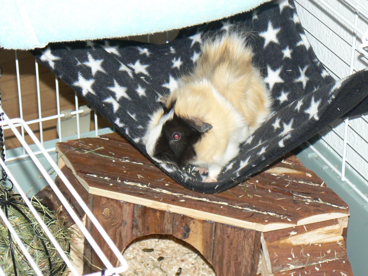 Marsvin Bumle billede 1