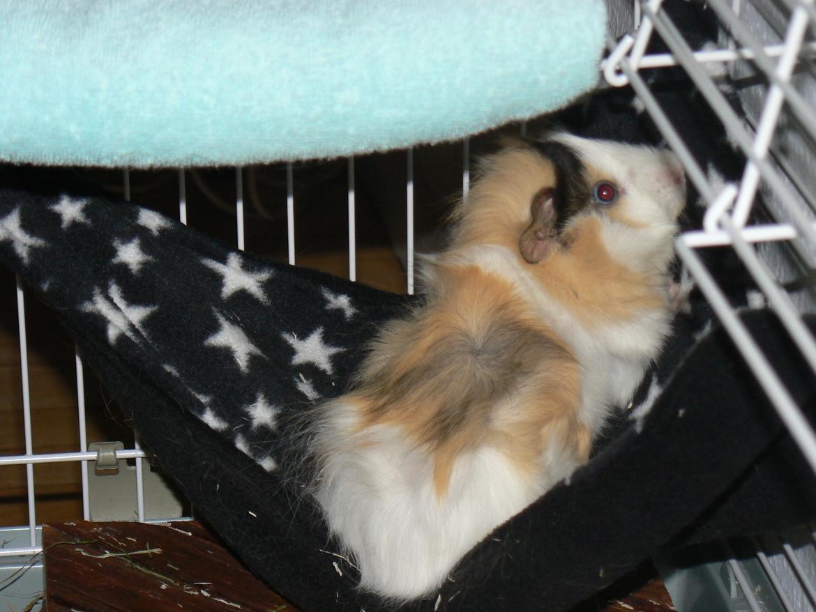 Marsvin Bumle billede 2