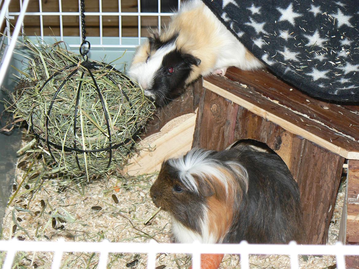 Marsvin Bumle billede 3