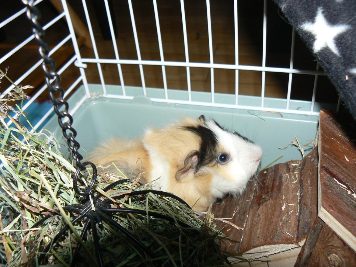 Marsvin Bumle billede 4