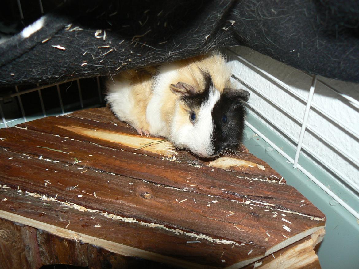 Marsvin Bumle billede 5