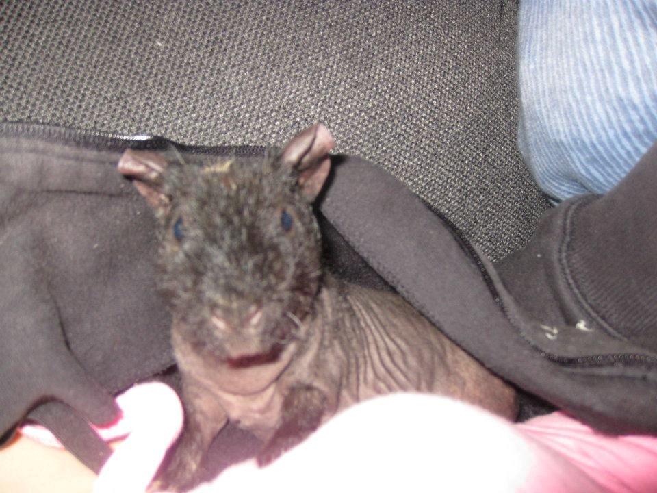Marsvin Nellie billede 1
