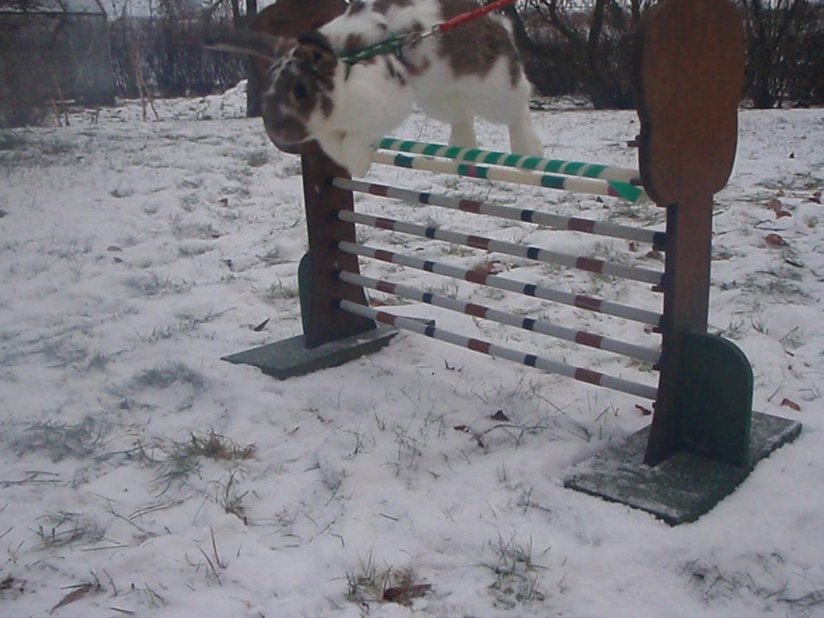 Kanin Kastaniegårds Kanina - WOW... God hop teknik billede 12