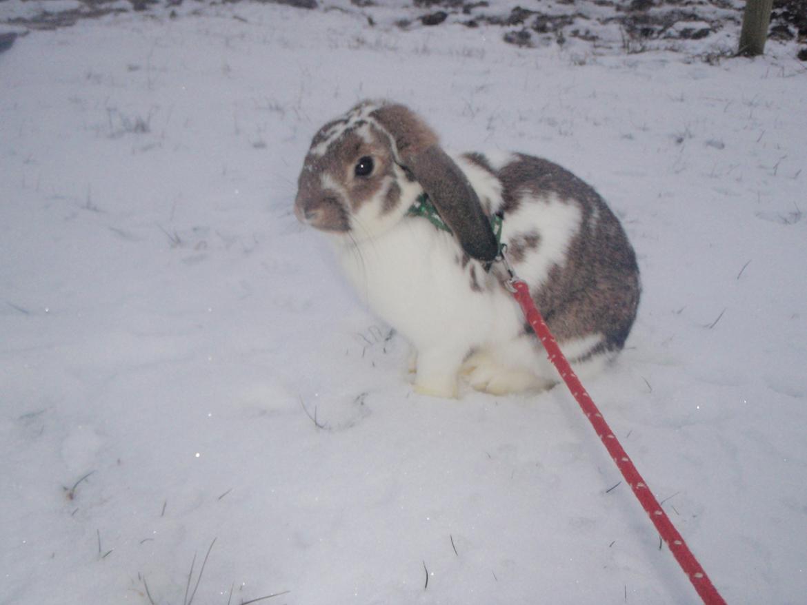 Kanin Kastaniegårds Kanina billede 11