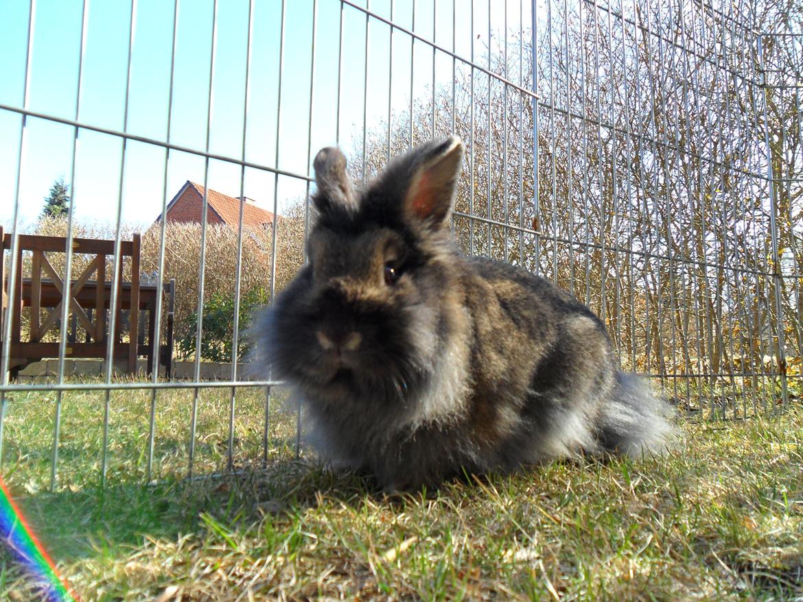 Kanin *Rikke&Sia / / Stald Jürs* Trunde billede 12