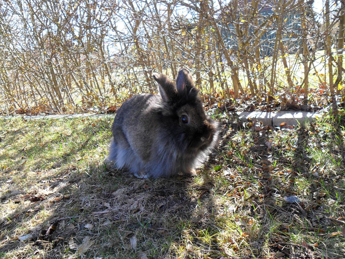 Kanin *Rikke&Sia / / Stald Jürs* Trunde billede 13