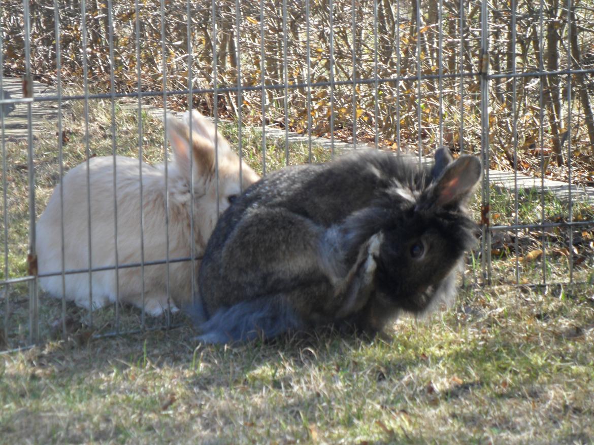 Kanin *Rikke&Sia / / Stald Jürs* Trunde billede 14