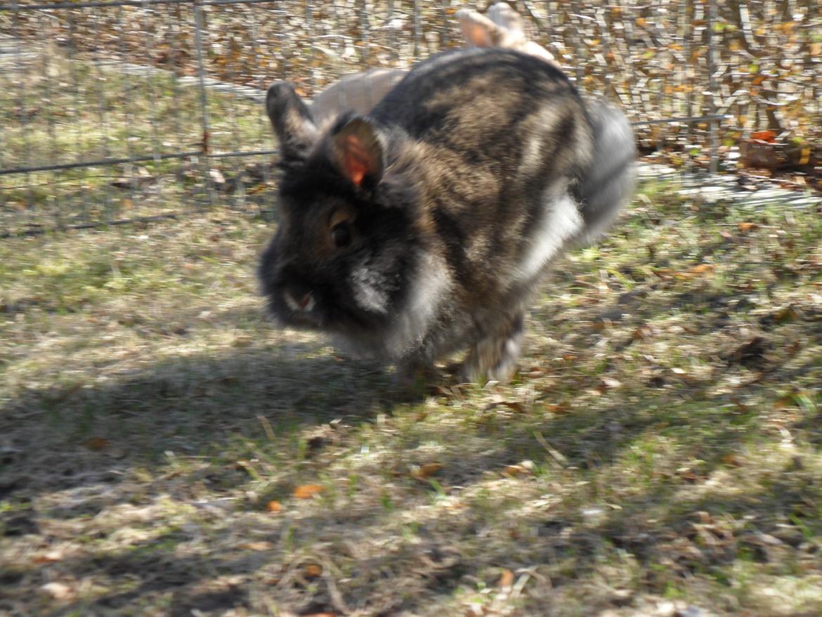 Kanin *Rikke&Sia / / Stald Jürs* Trunde - Fuld fart på Trunden!<3 billede 15