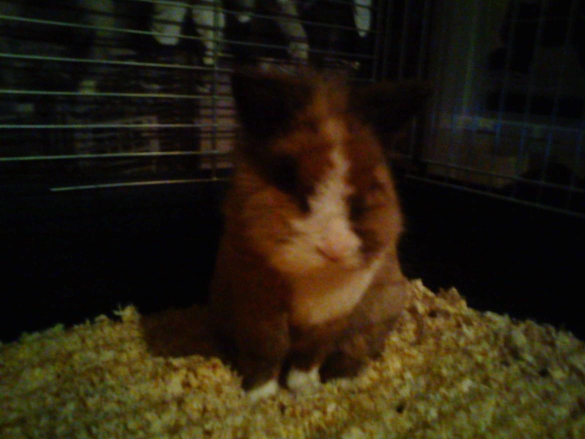 Kanin Charlie - <3 billede 13