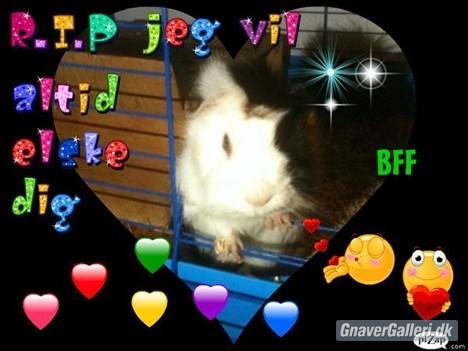 Marsvin hannibal-R.I.P:'((himmelgnaver d.10/2-12) - R.I.P min engel:( RDIGERING ida rosbæk tusind tak:) billede 8