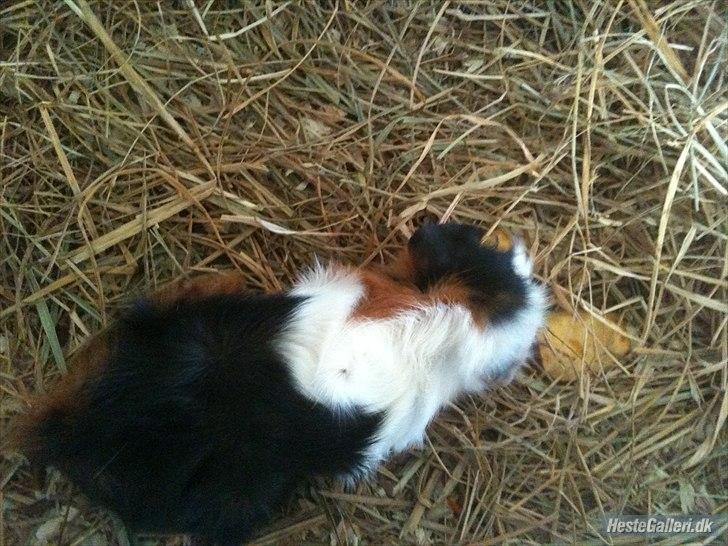 Marsvin hannibal-R.I.P:'((himmelgnaver d.10/2-12) - R.I.P min engel :( SAVNER DIG  skriiiighhh tud tud:( billede 9