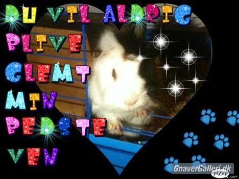 Marsvin hannibal-R.I.P:'((himmelgnaver d.10/2-12) - REDIGERING ida rosbæk :) billede 10