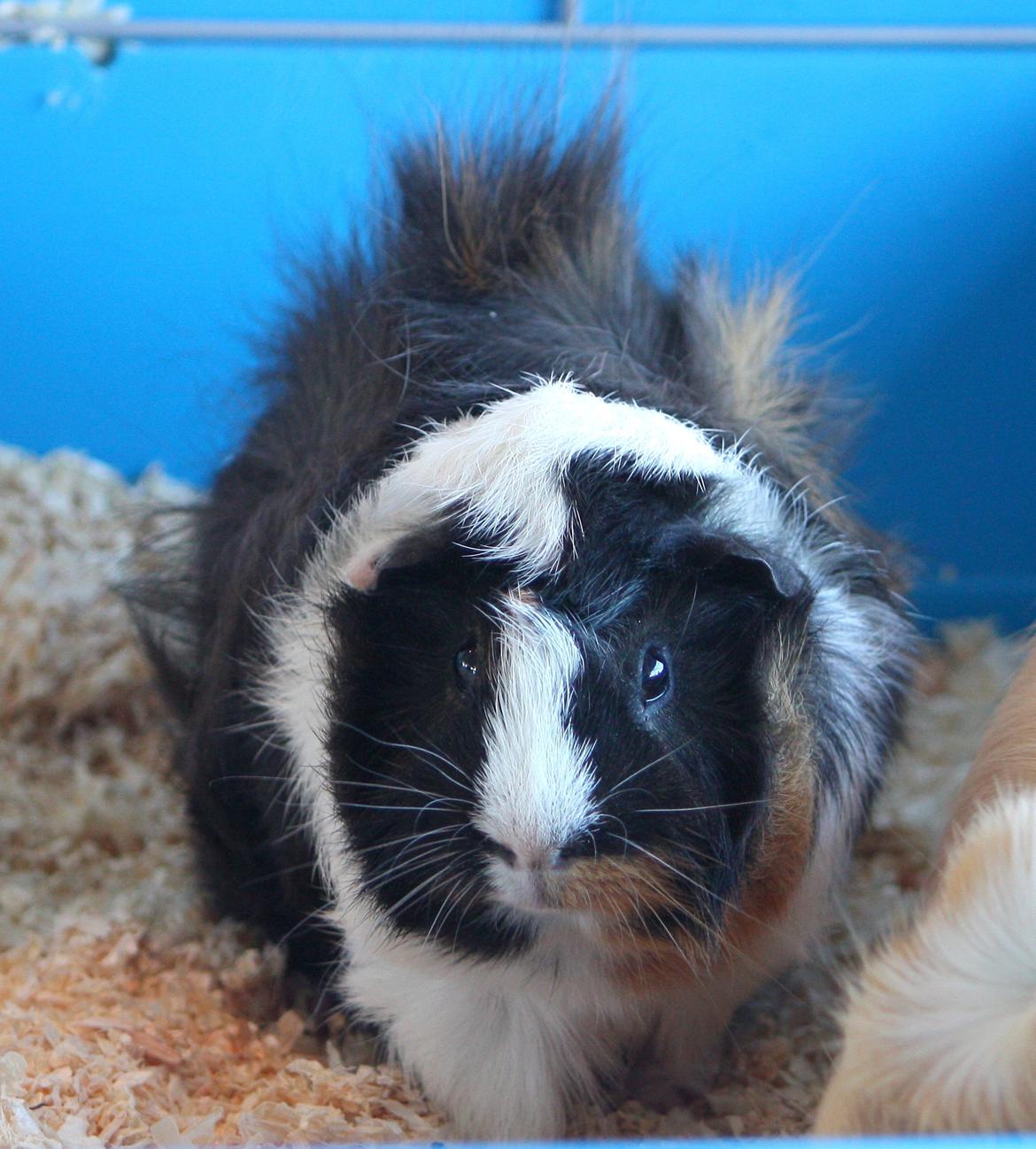 Marsvin Arnold billede 14