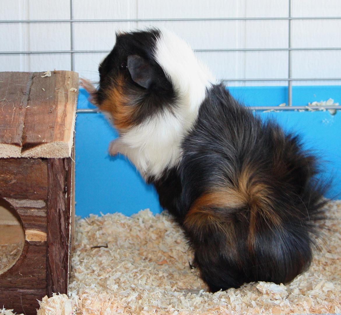 Marsvin Arnold billede 2