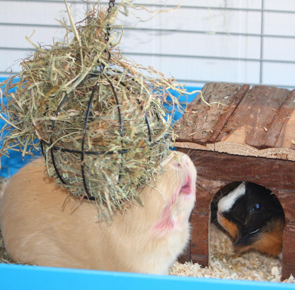 Marsvin Arnold - Arnolds roommate Nemo. Bare rolig. Nemo har lige spist rødbede så det er derfor han er rød :oD Det ser lidt drabligt ud. billede 15