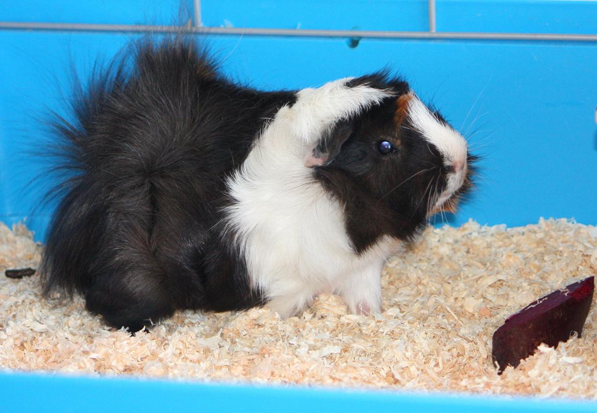 Marsvin Arnold billede 16