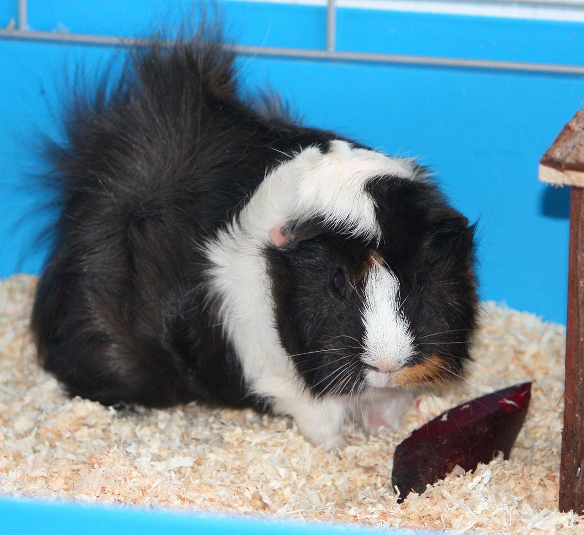 Marsvin Arnold billede 17