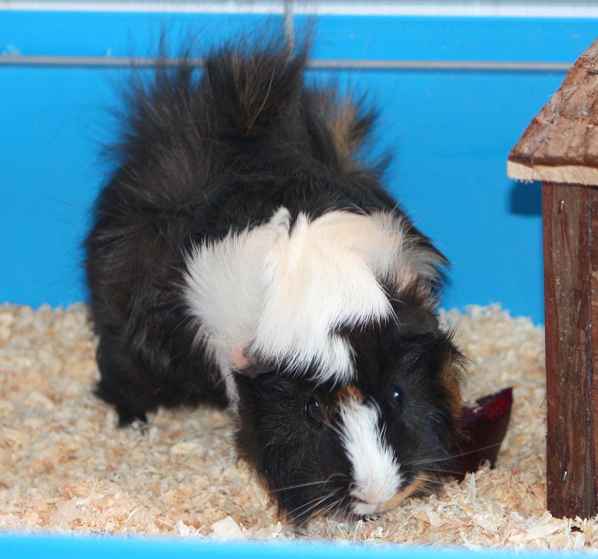 Marsvin Arnold billede 18