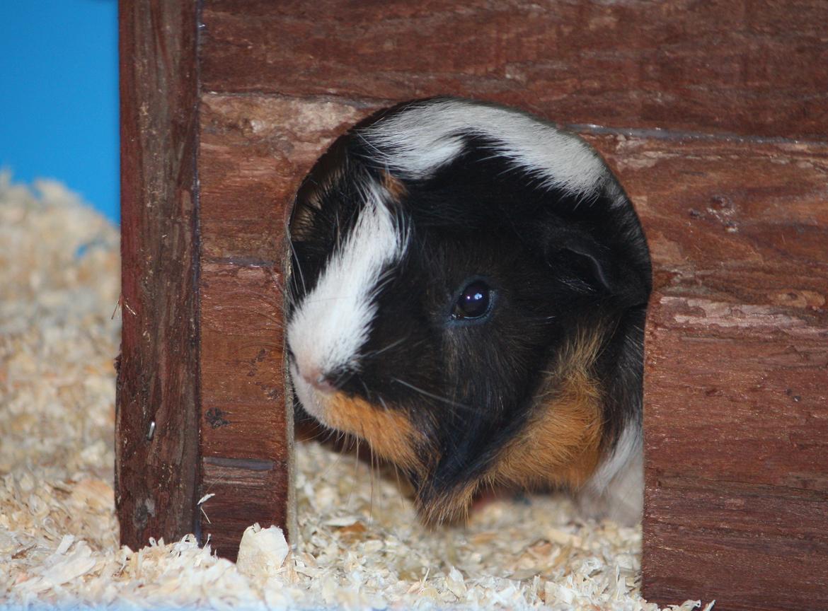 Marsvin Arnold billede 19