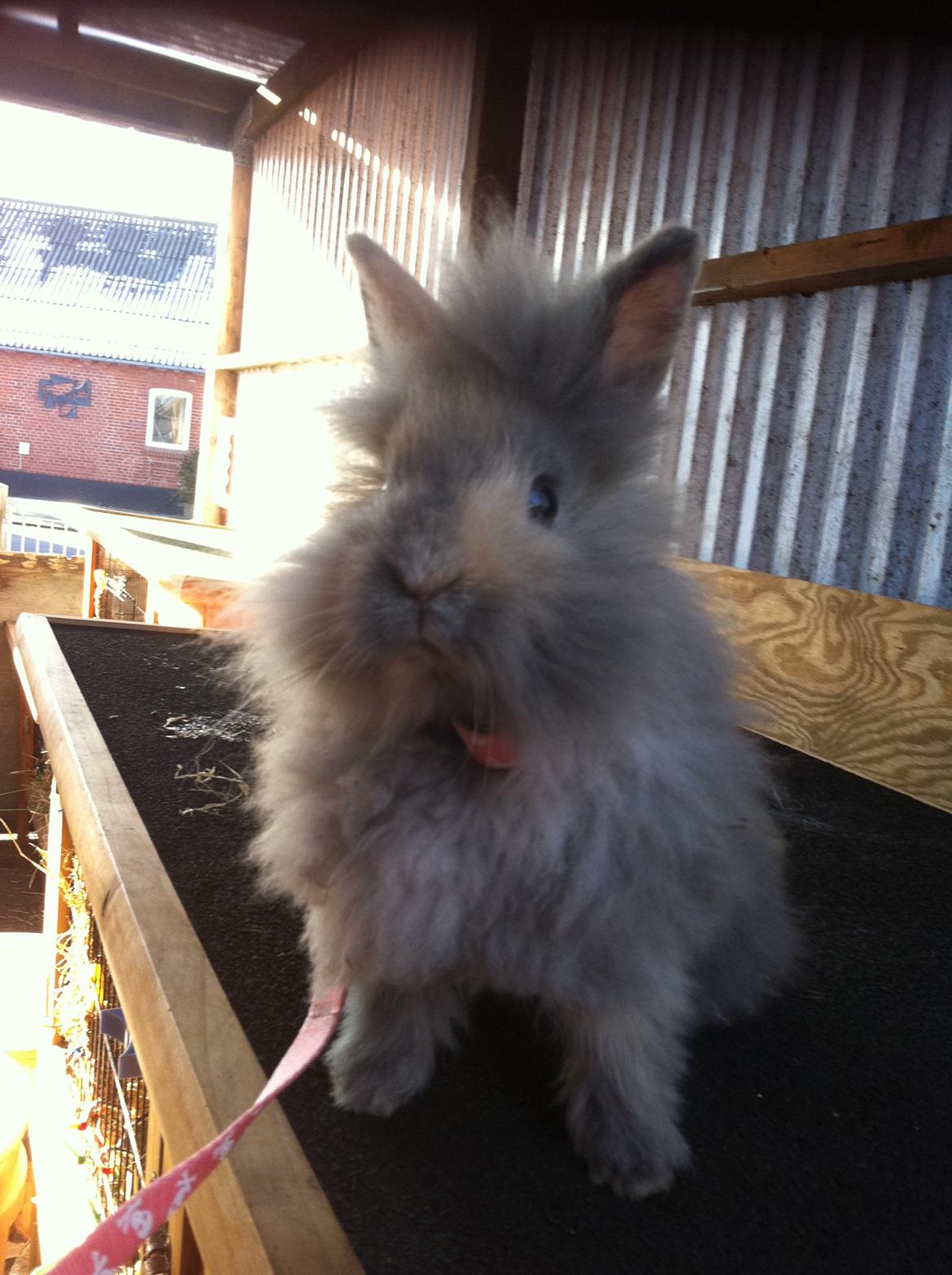 Kanin Stald Dalgaards Princess billede 1