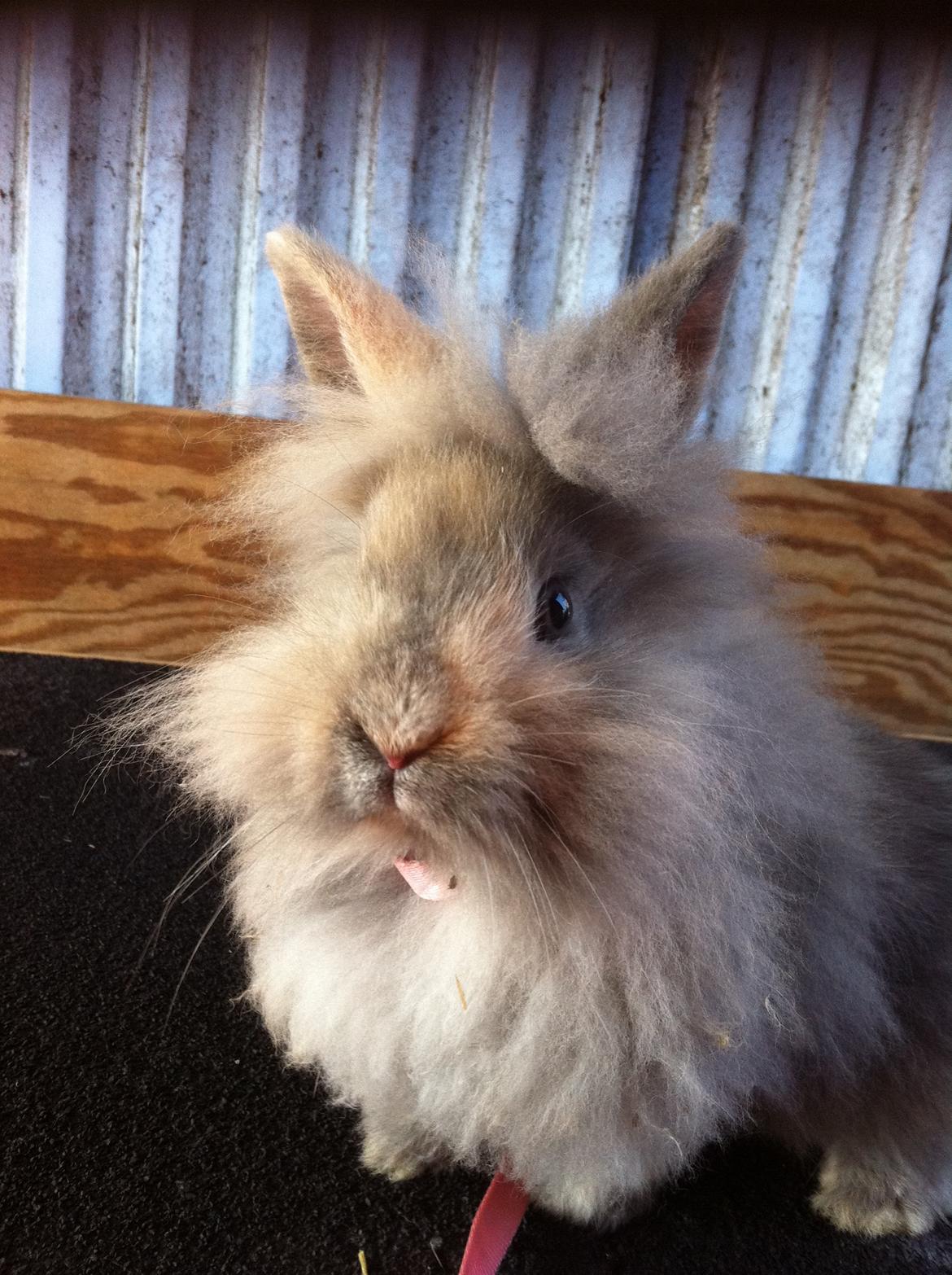 Kanin Stald Dalgaards Princess billede 2