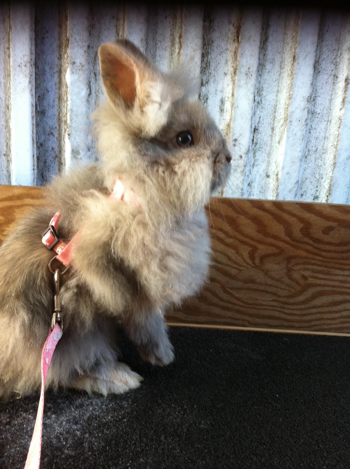 Kanin Stald Dalgaards Princess billede 3