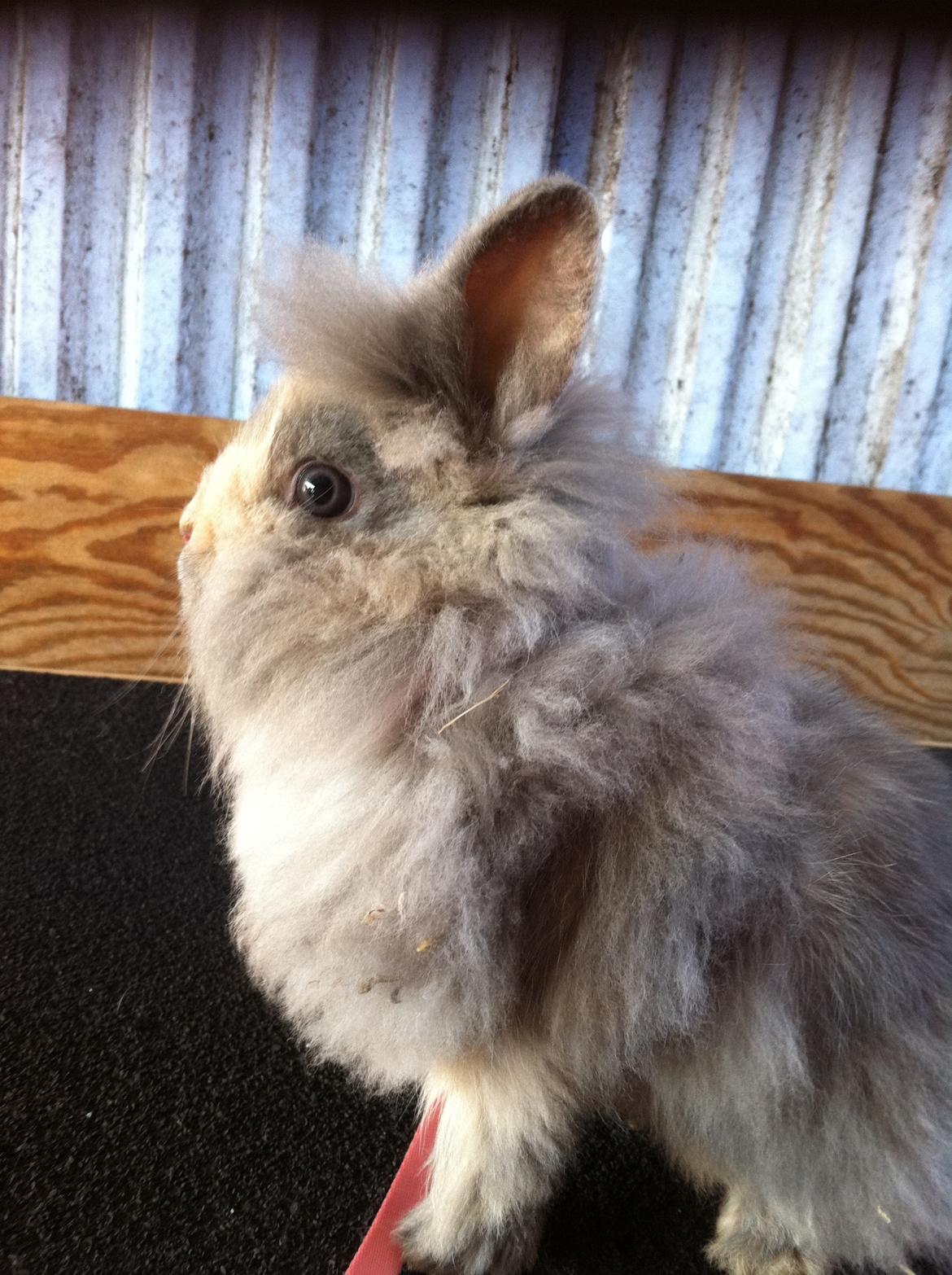 Kanin Stald Dalgaards Princess billede 4