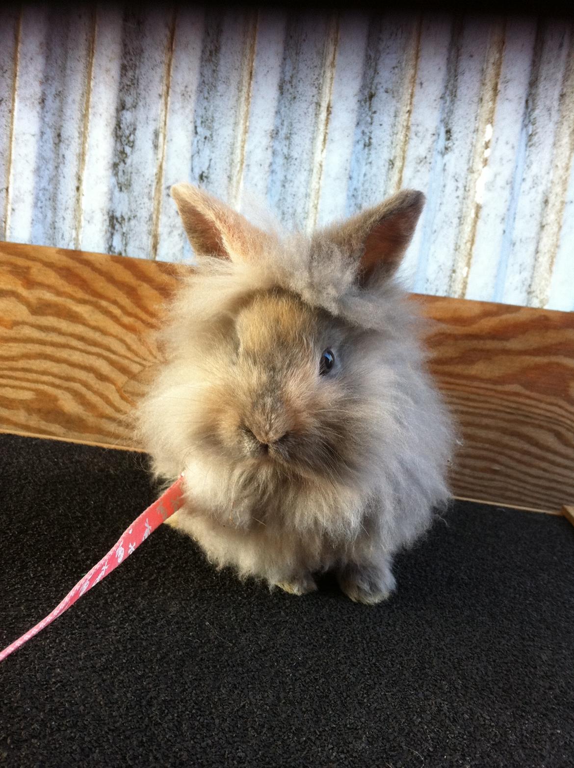 Kanin Stald Dalgaards Princess billede 5