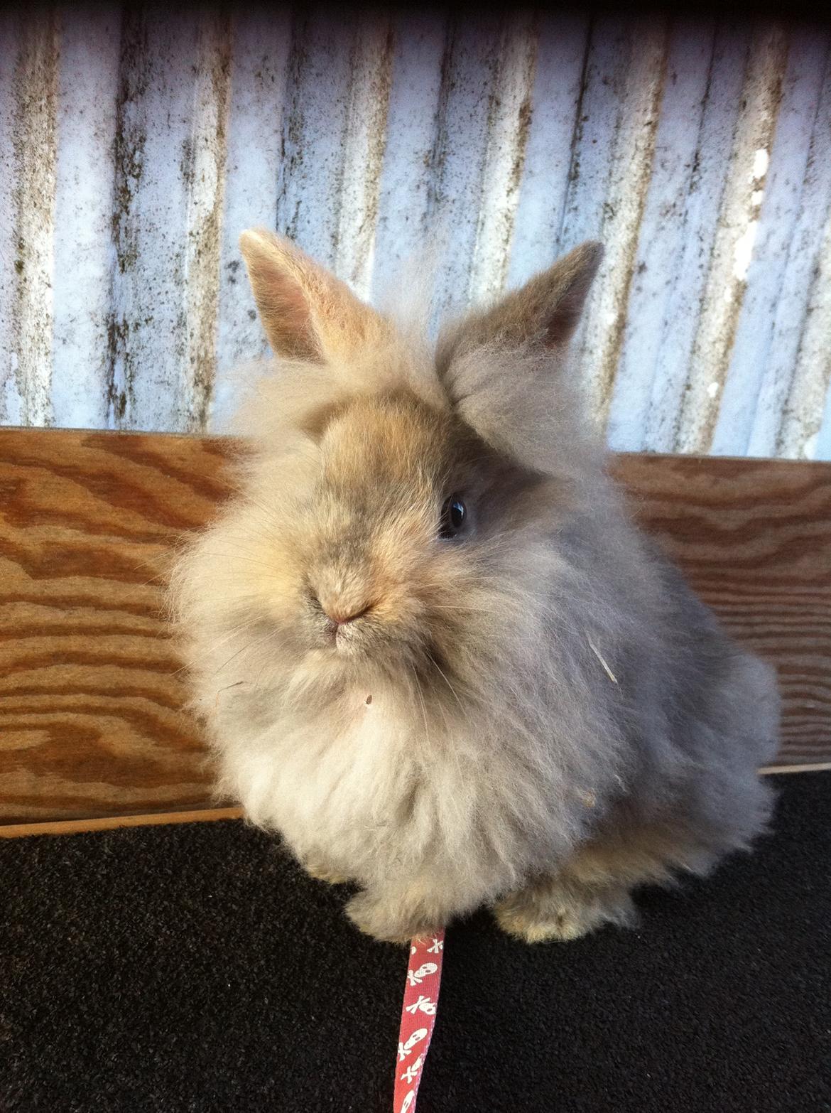 Kanin Stald Dalgaards Princess billede 6