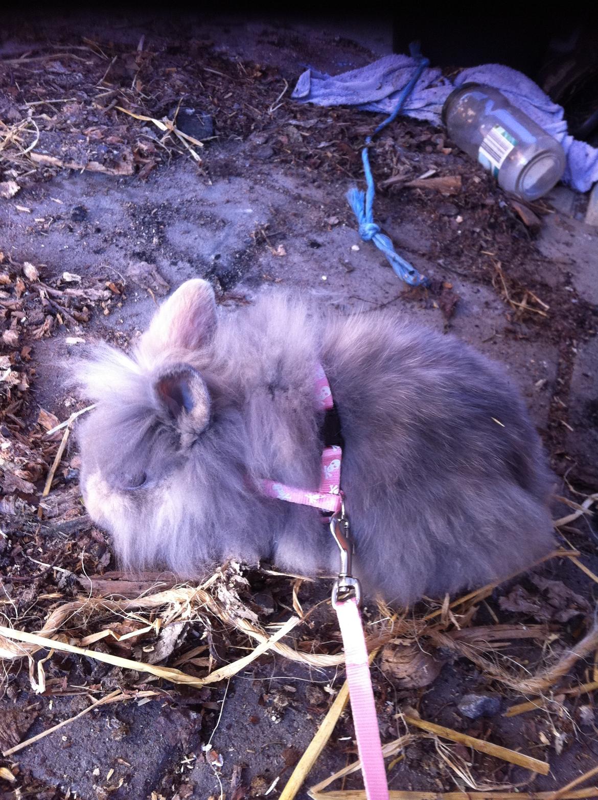 Kanin Stald Dalgaards Princess billede 7