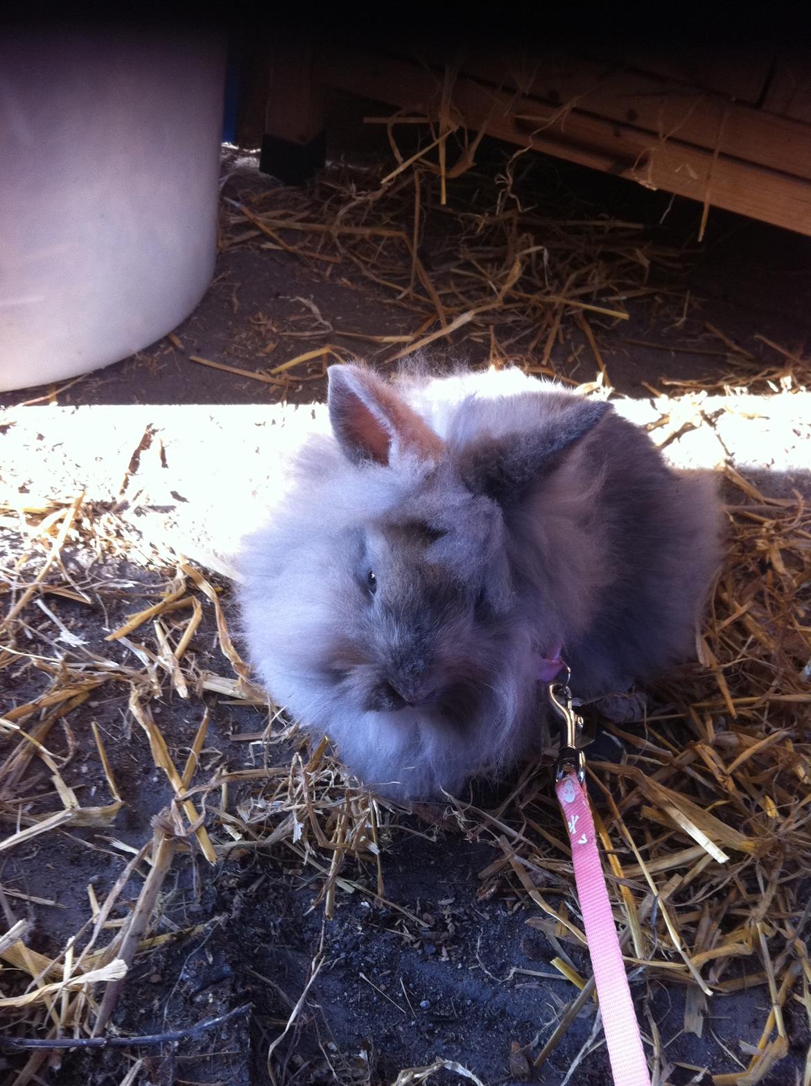 Kanin Stald Dalgaards Princess billede 8