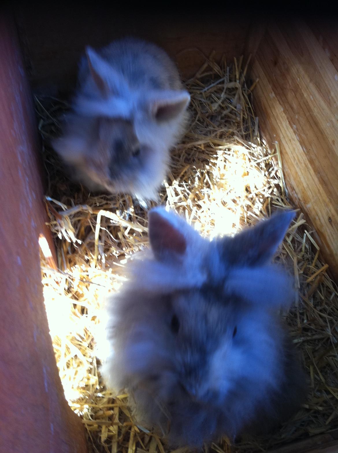 Kanin Stald Dalgaards Princess billede 9