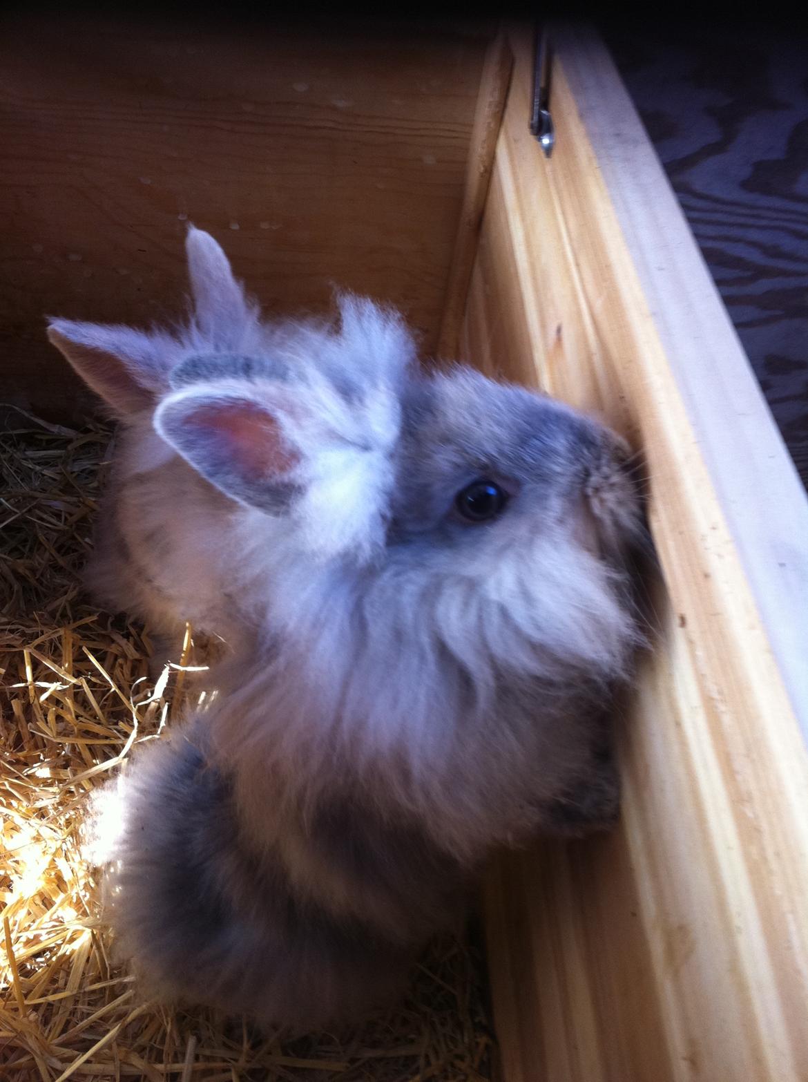 Kanin Stald Dalgaards Princess billede 10