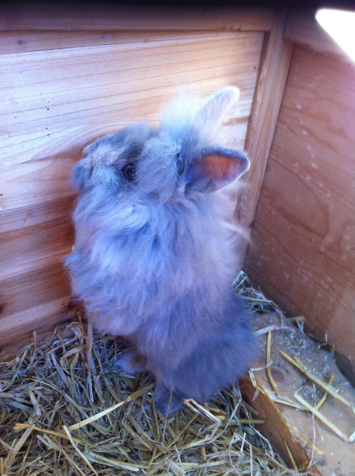 Kanin Stald Dalgaards Princess billede 11