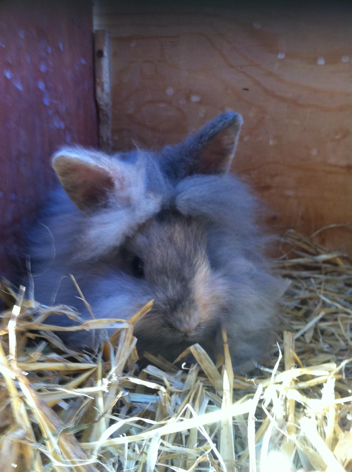 Kanin Stald Dalgaards Princess billede 12