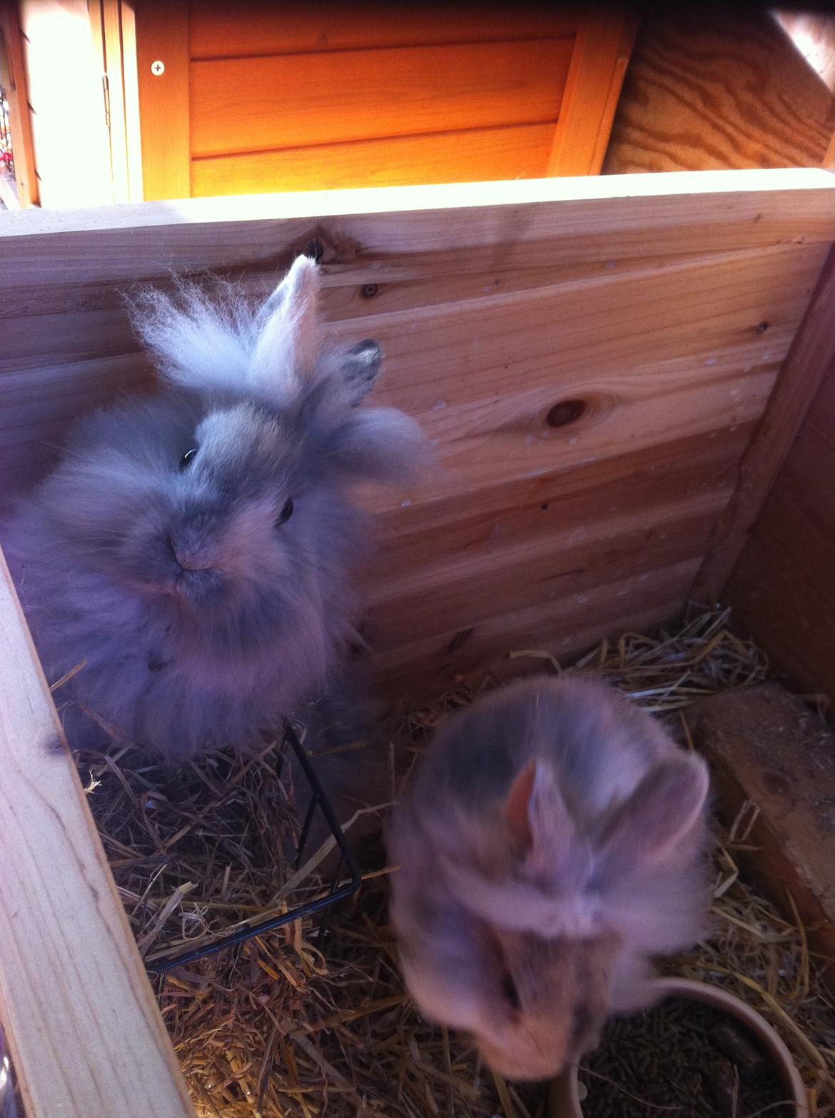 Kanin Stald Dalgaards Princess billede 13