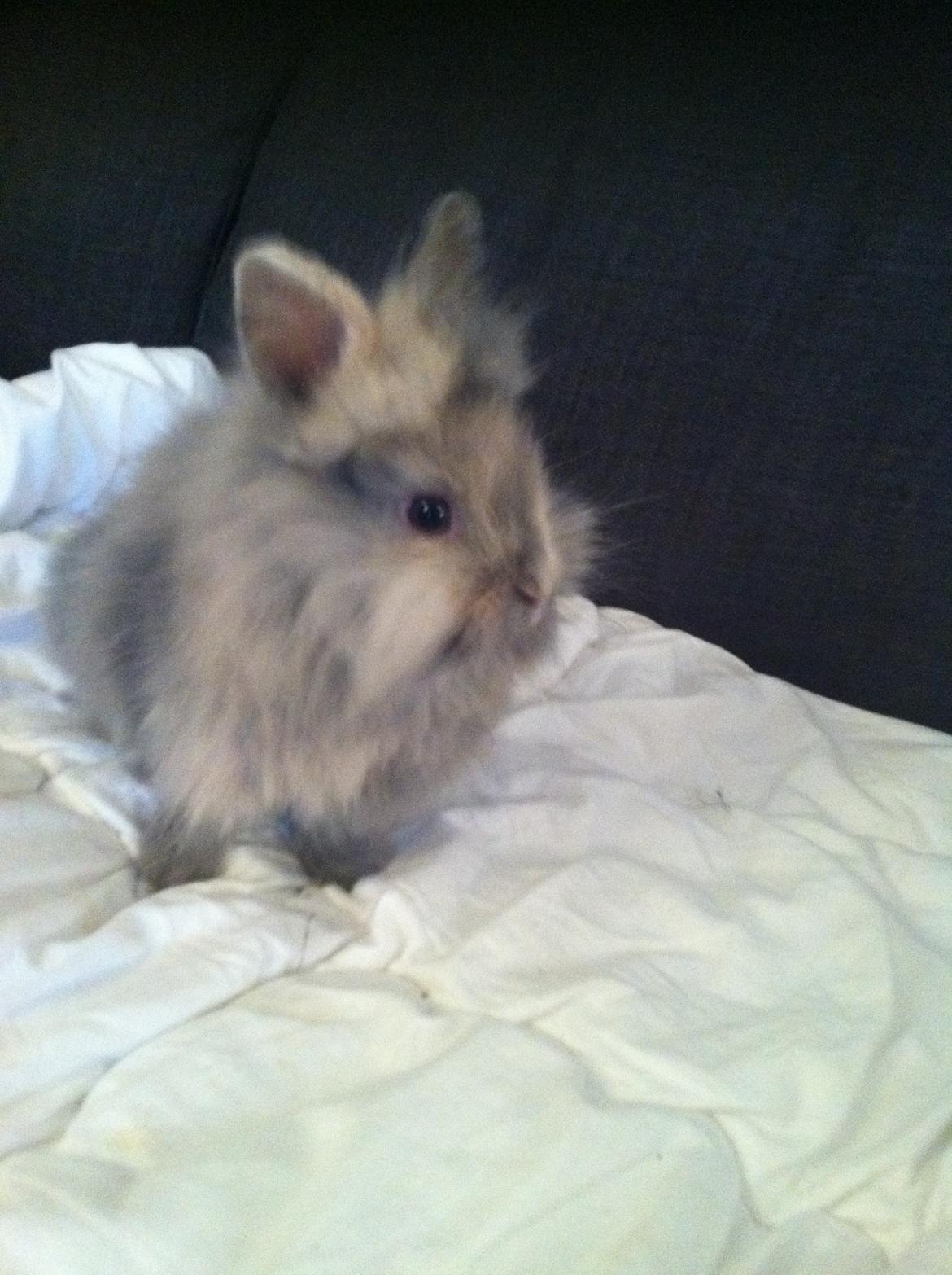 Kanin Stald Dalgaards Princess billede 14