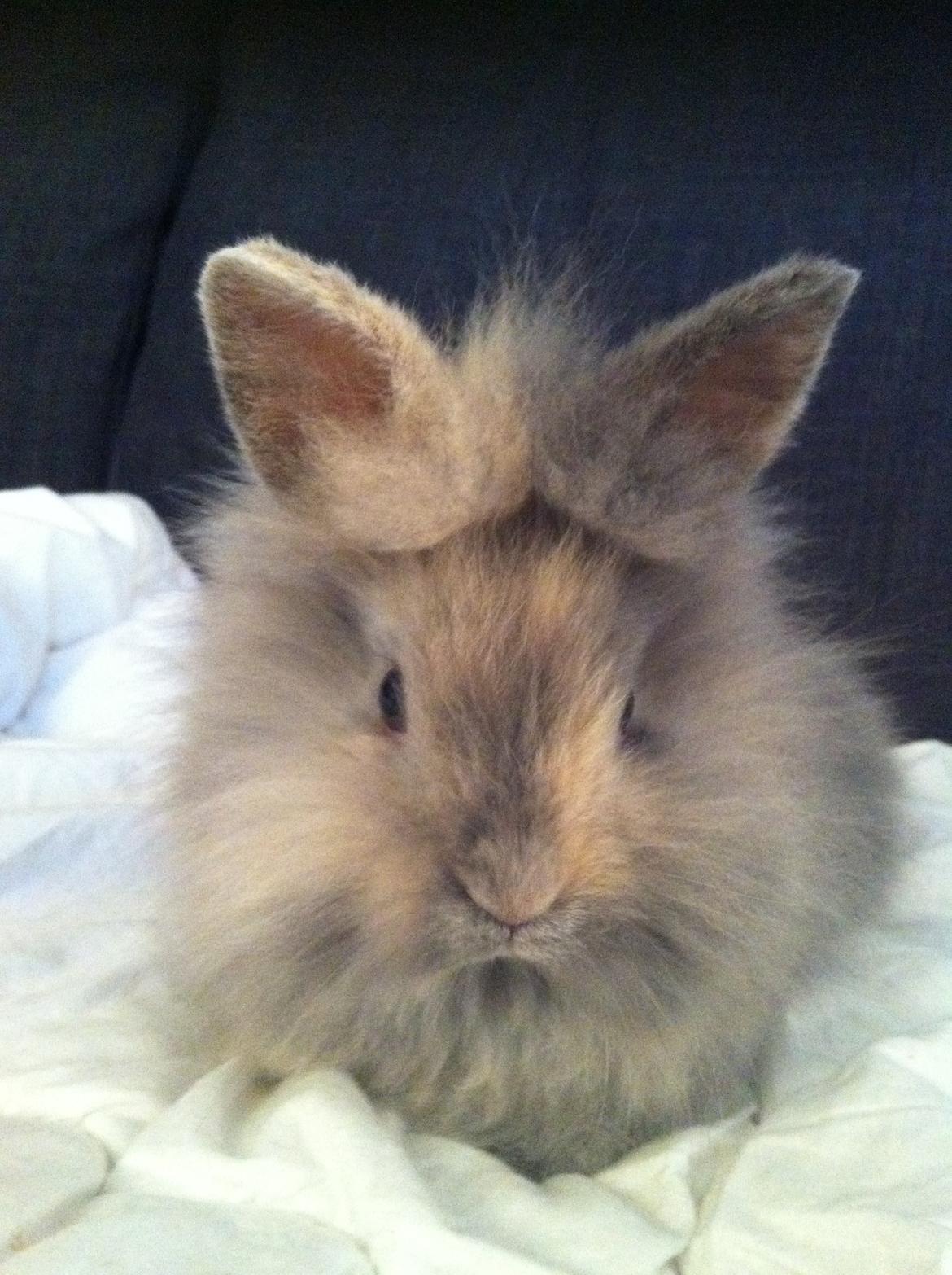 Kanin Stald Dalgaards Princess billede 15