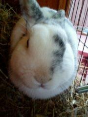 Kanin team hop,s 2.bedste springe magnus - Velkommen til Magnuse´s profil billede 1