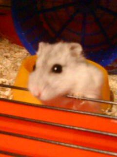 Dværghamster Mille  billede 1