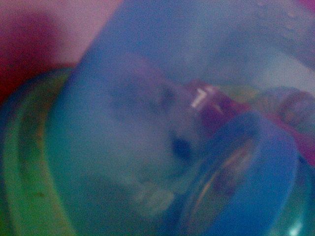 Dværghamster Mille  billede 2