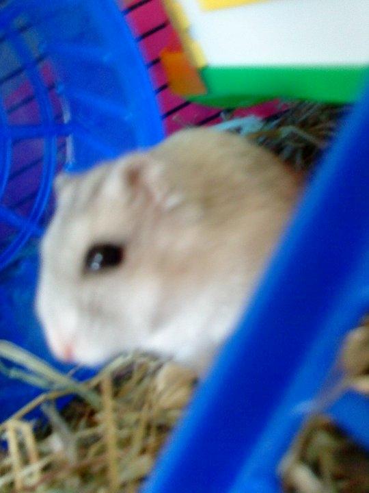 Dværghamster Mille  billede 3
