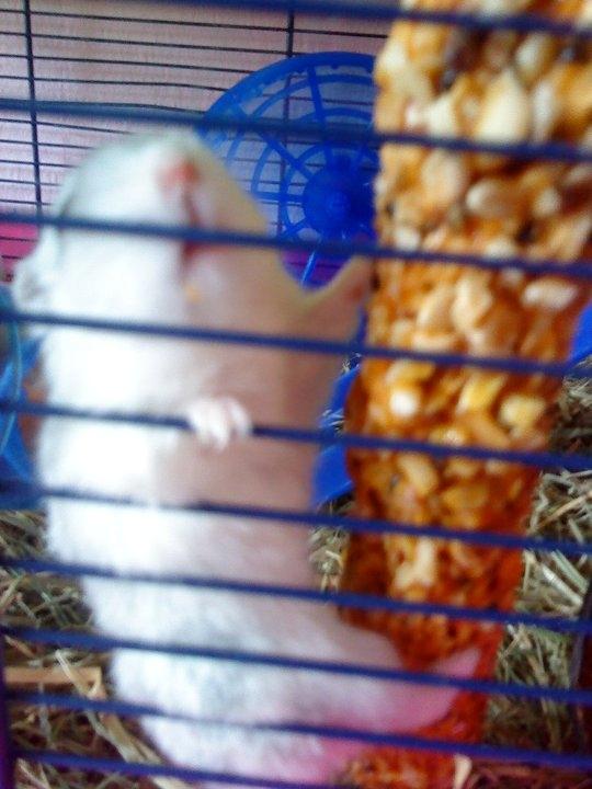 Dværghamster Mille  billede 4